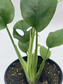 Monstera Minima, 4 Inch, Rhaphidophora Tetrasperma Philodendron Piccolo, Mini Ginny, -Cheap Plantly Store il fullxfull.3744343116 nt4d
