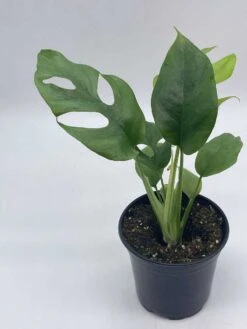 Monstera Minima, 4 Inch, Rhaphidophora Tetrasperma Philodendron Piccolo, Mini Ginny, -Cheap Plantly Store il fullxfull.3744343348 65l3