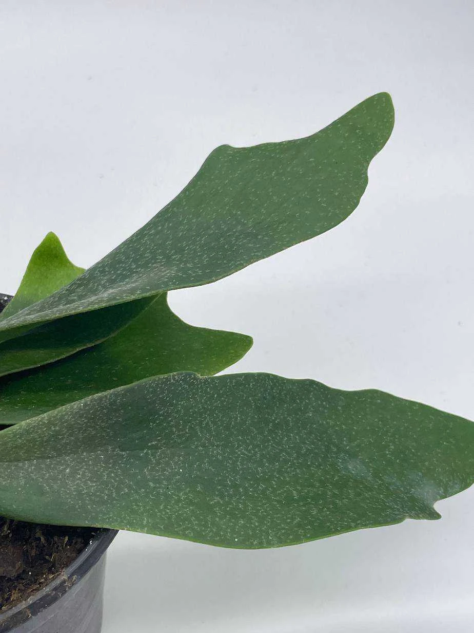 Staghorn Fern, Platycerium Bifurcatum, 4 Inch, Crown, Elkhorn Fern 7 Staghorn Fern, Platycerium Bifurcatum, 4 Inch, Crown, Elkhorn Fern - Image 5