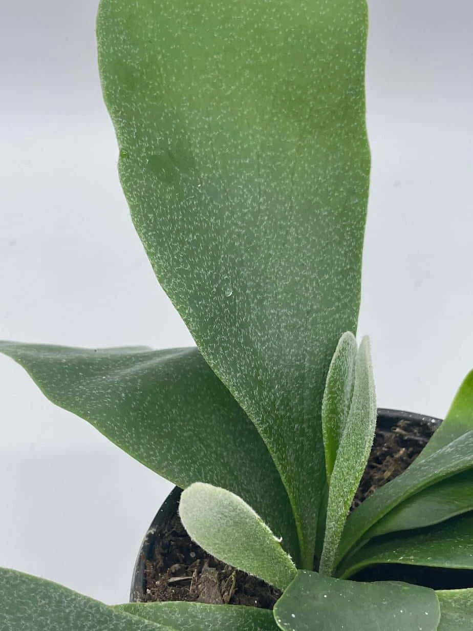 Staghorn Fern, Platycerium Bifurcatum, 4 Inch, Crown, Elkhorn Fern 10 Staghorn Fern, Platycerium Bifurcatum, 4 Inch, Crown, Elkhorn Fern - Image 8