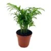 Bamboo Palm, Chamaedorea Parlor Palm, Clustered Reed Palm, Cane Palm In 4 Inch Pot -Cheap Plantly Store il fullxfull.3761362089 9v80