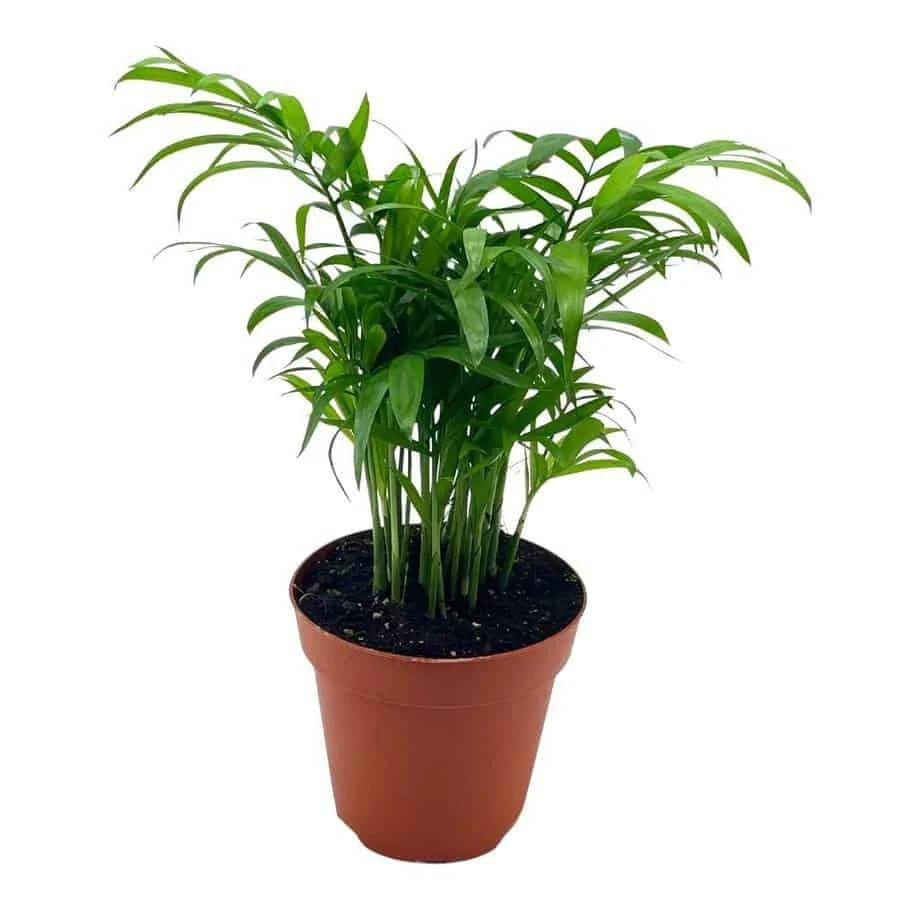 Bamboo Palm, Chamaedorea Parlor Palm, Clustered Reed Palm, Cane Palm In 4 Inch Pot 3 Bamboo Palm, Chamaedorea Parlor Palm, Clustered Reed Palm, Cane Palm In 4 Inch Pot