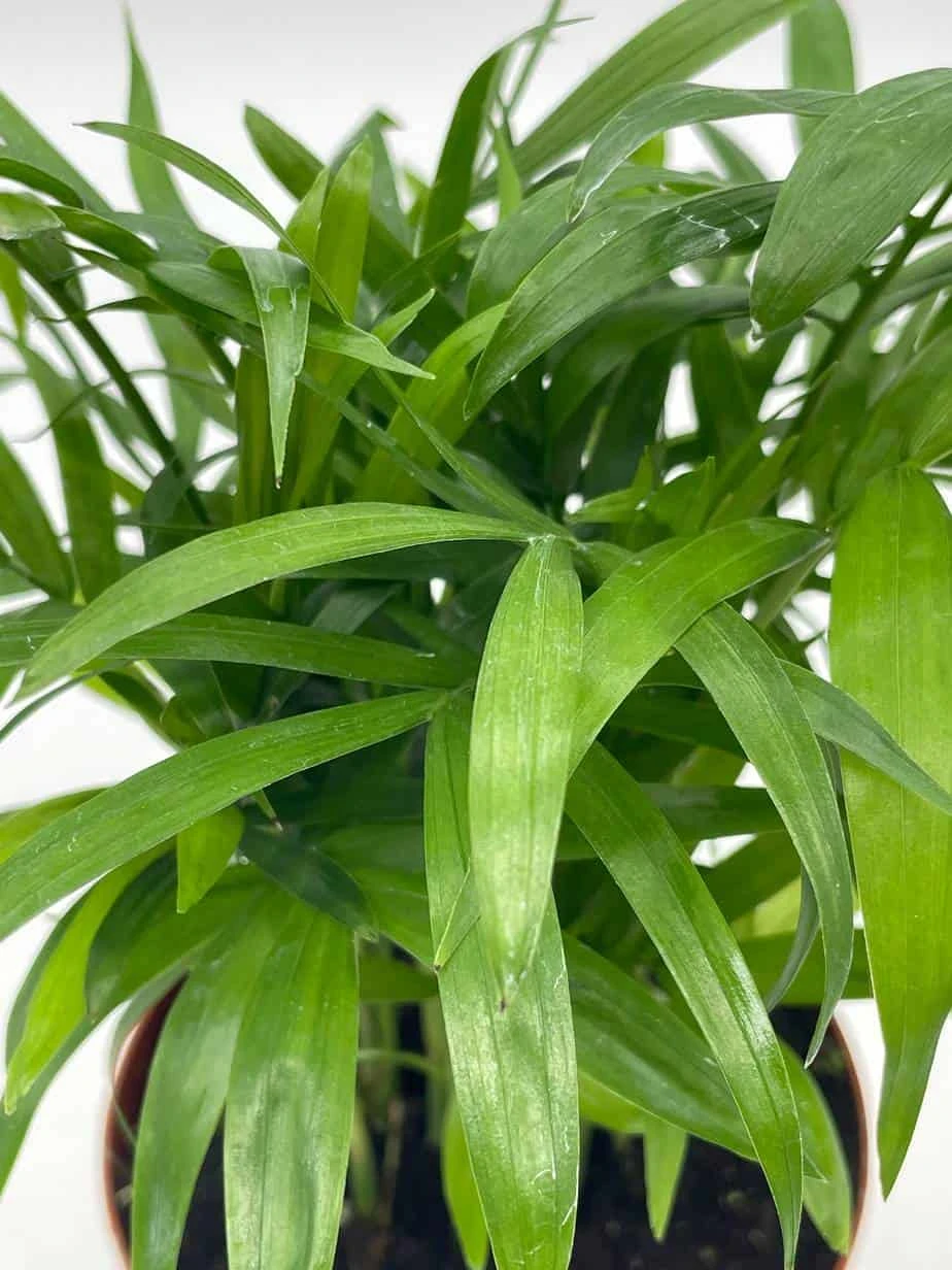 Bamboo Palm, Chamaedorea Parlor Palm, Clustered Reed Palm, Cane Palm In 4 Inch Pot 8 Bamboo Palm, Chamaedorea Parlor Palm, Clustered Reed Palm, Cane Palm In 4 Inch Pot - Image 6