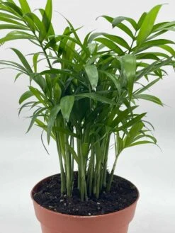 Bamboo Palm, Chamaedorea Parlor Palm, Clustered Reed Palm, Cane Palm In 4 Inch Pot 12 Bamboo Palm, Chamaedorea Parlor Palm, Clustered Reed Palm, Cane Palm In 4 Inch Pot -Cheap Plantly Store il fullxfull.3761362441 1vlk