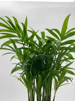 Bamboo Palm, Chamaedorea Parlor Palm, Clustered Reed Palm, Cane Palm In 4 Inch Pot 13 Bamboo Palm, Chamaedorea Parlor Palm, Clustered Reed Palm, Cane Palm In 4 Inch Pot -Cheap Plantly Store il fullxfull.3761362443 pobd