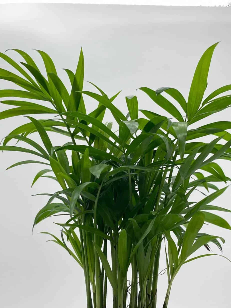 Bamboo Palm, Chamaedorea Parlor Palm, Clustered Reed Palm, Cane Palm In 4 Inch Pot 6 Bamboo Palm, Chamaedorea Parlor Palm, Clustered Reed Palm, Cane Palm In 4 Inch Pot - Image 4