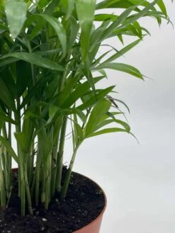 Bamboo Palm, Chamaedorea Parlor Palm, Clustered Reed Palm, Cane Palm In 4 Inch Pot 17 Bamboo Palm, Chamaedorea Parlor Palm, Clustered Reed Palm, Cane Palm In 4 Inch Pot -Cheap Plantly Store il fullxfull.3761362507 tptd
