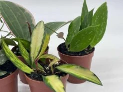 Hoya Variety Assortment Plant Set, Premium Set, Variegated Wayetii, Curtisii, Macrophylla, Linearis And More In 2 Inch Pots -Cheap Plantly Store il fullxfull.3761372521 f9rt