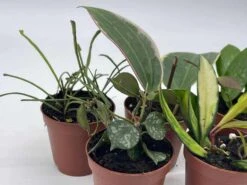 Hoya Variety Assortment Plant Set, Premium Set, Variegated Wayetii, Curtisii, Macrophylla, Linearis And More In 2 Inch Pots -Cheap Plantly Store il fullxfull.3761372527 9j63