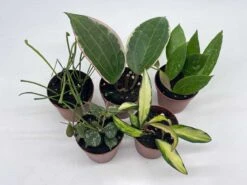 Hoya Variety Assortment Plant Set, Premium Set, Variegated Wayetii, Curtisii, Macrophylla, Linearis And More In 2 Inch Pots -Cheap Plantly Store il fullxfull.3761372537 bvyr
