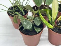 Hoya Variety Assortment Plant Set, Premium Set, Variegated Wayetii, Curtisii, Macrophylla, Linearis And More In 2 Inch Pots -Cheap Plantly Store il fullxfull.3761372813 d7hk