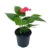 Anthurium Pink, Flamingo Lily, Andraeanum Linden Ex André Painter's Palette In 4 Inch Pot, Very Full Healthy -Cheap Plantly Store il fullxfull.3761393043 98l5