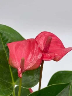 Anthurium Pink, Flamingo Lily, Andraeanum Linden Ex André Painter's Palette In 4 Inch Pot, Very Full Healthy -Cheap Plantly Store il fullxfull.3761393513 5z6x