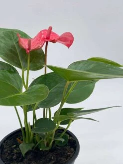 Anthurium Pink, Flamingo Lily, Andraeanum Linden Ex André Painter's Palette In 4 Inch Pot, Very Full Healthy -Cheap Plantly Store il fullxfull.3761393525 c6et