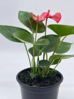 Anthurium Pink, Flamingo Lily, Andraeanum Linden Ex André Painter's Palette In 4 Inch Pot, Very Full Healthy -Cheap Plantly Store il fullxfull.3761393529 clkk