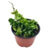 Hoya Hindu Rope Carnosa Compacta, 6 Inch, Krinkle Kurl, Ready For Upgrade, Honeyplant Waxplant Porcelain Flower -Cheap Plantly Store il fullxfull.3761402355 m0nl