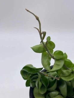 Hoya Hindu Rope Carnosa Compacta, 6 Inch, Krinkle Kurl, Ready For Upgrade, Honeyplant Waxplant Porcelain Flower -Cheap Plantly Store il fullxfull.3761403975 1lzh