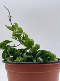 Hoya Hindu Rope Carnosa Compacta, 6 Inch, Krinkle Kurl, Ready For Upgrade, Honeyplant Waxplant Porcelain Flower -Cheap Plantly Store il fullxfull.3761403987 179m