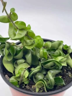 Hoya Hindu Rope Carnosa Compacta, 6 Inch, Krinkle Kurl, Ready For Upgrade, Honeyplant Waxplant Porcelain Flower -Cheap Plantly Store il fullxfull.3761404007 ehpk