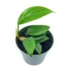 Dragon Tail, 4 Inch Pot, Epipremnum Pinnatum, Centipede Tongavine, Dragon-tail Plant -Cheap Plantly Store il fullxfull.3761405547 3slf