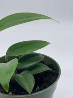 Dragon Tail, 4 Inch Pot, Epipremnum Pinnatum, Centipede Tongavine, Dragon-tail Plant -Cheap Plantly Store il fullxfull.3761406213 4nov