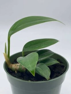 Dragon Tail, 4 Inch Pot, Epipremnum Pinnatum, Centipede Tongavine, Dragon-tail Plant -Cheap Plantly Store il fullxfull.3761406223 fnp5