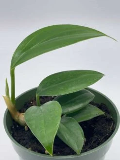 Dragon Tail, 4 Inch Pot, Epipremnum Pinnatum, Centipede Tongavine, Dragon-tail Plant -Cheap Plantly Store il fullxfull.3761406235 g29j