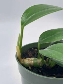 Dragon Tail, 4 Inch Pot, Epipremnum Pinnatum, Centipede Tongavine, Dragon-tail Plant -Cheap Plantly Store il fullxfull.3761406311 j1u7