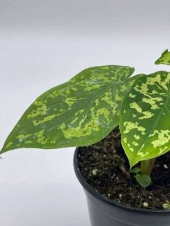 Alocasia 'Hilo Beauty', Caladium Praetermissum, 4 Inch Pot, Green And White Alocasia, Elephant Ear 14 Alocasia 'Hilo Beauty', Caladium Praetermissum, 4 Inch Pot, Green And White Alocasia, Elephant Ear -Cheap Plantly Store il fullxfull.3761427393 aac9