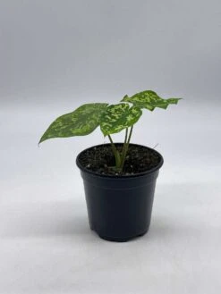 Alocasia 'Hilo Beauty', Caladium Praetermissum, 4 Inch Pot, Green And White Alocasia, Elephant Ear 19 Alocasia 'Hilo Beauty', Caladium Praetermissum, 4 Inch Pot, Green And White Alocasia, Elephant Ear -Cheap Plantly Store il fullxfull.3761427471 ymty