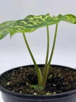 Alocasia 'Hilo Beauty', Caladium Praetermissum, 4 Inch Pot, Green And White Alocasia, Elephant Ear 18 Alocasia 'Hilo Beauty', Caladium Praetermissum, 4 Inch Pot, Green And White Alocasia, Elephant Ear -Cheap Plantly Store il fullxfull.3761427475 hyus