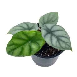 Alocasia Silver Dragon, Super Rare Jewel Alocasia, In 4 Inch Pot, Alocasia Baginda