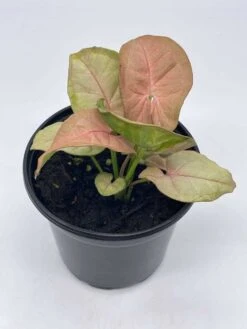 Syngonium Pink, Podophyllum, In 4 Inch Pot -Cheap Plantly Store il fullxfull.3761434627 fqcj