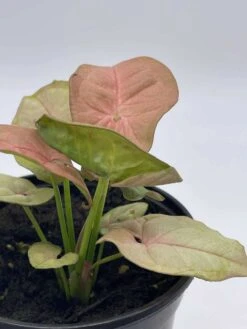 Syngonium Pink, Podophyllum, In 4 Inch Pot -Cheap Plantly Store il fullxfull.3761434631 iym1