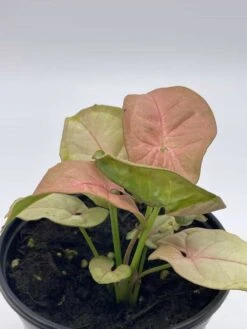 Syngonium Pink, Podophyllum, In 4 Inch Pot -Cheap Plantly Store il fullxfull.3761434641 cw3z