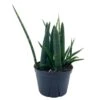 Sansevieria Boncel Cylindrica | Starfish Snakeplant | Super Filled Beautiful Snake Plant -Cheap Plantly Store il fullxfull.3761436697 7jzd