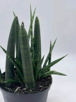 Sansevieria Boncel Cylindrica | Starfish Snakeplant | Super Filled Beautiful Snake Plant -Cheap Plantly Store il fullxfull.3761437011 hzef