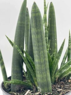 Sansevieria Boncel Cylindrica | Starfish Snakeplant | Super Filled Beautiful Snake Plant -Cheap Plantly Store il fullxfull.3761437055 ofn7