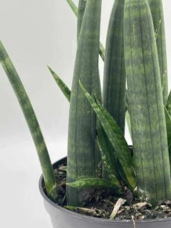 Sansevieria Boncel Cylindrica | Starfish Snakeplant | Super Filled Beautiful Snake Plant -Cheap Plantly Store il fullxfull.3761437125 e6kv