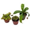 Carnivorous Plant Set, Venus Fly Trap Assortment, Nepenthes, Rotundifolia, Set Of 3, Premium Collection,2 Inch Pot, Windowsill Plants, Gift 1 Carnivorous Plant Set, Venus Fly Trap Assortment, Nepenthes, Rotundifolia, Set Of 3, Premium Collection,2 Inch Pot, Windowsill Plants, Gift -Cheap Plantly Store il fullxfull.3763514064 qf0u