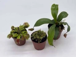 Carnivorous Plant Set, Venus Fly Trap Assortment, Nepenthes, Rotundifolia, Set Of 3, Premium Collection,2 Inch Pot, Windowsill Plants, Gift -Cheap Plantly Store il fullxfull.3763515174 pngp