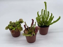 Carnivorous Plant Set, Venus Fly Trap Assortment, Nepenthes, Rotundifolia, Set Of 3, Premium Collection,2 Inch Pot, Windowsill Plants, Gift -Cheap Plantly Store il fullxfull.3763515198 d2nf