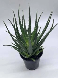 Giant Aloe Vera / Extra Large Aloe Barbadensis Miller / Natural Aloe Vera Gel Plant -Cheap Plantly Store il fullxfull.3763529634 bb6p