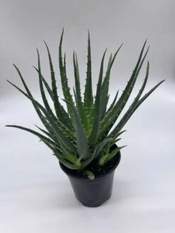 Giant Aloe Vera / Extra Large Aloe Barbadensis Miller / Natural Aloe Vera Gel Plant -Cheap Plantly Store il fullxfull.3763529642 1kd5