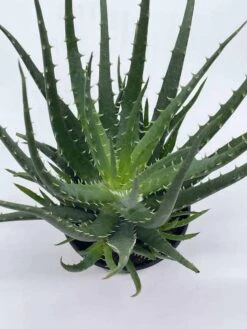 Giant Aloe Vera / Extra Large Aloe Barbadensis Miller / Natural Aloe Vera Gel Plant -Cheap Plantly Store il fullxfull.3763529674 9rma