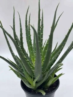 Giant Aloe Vera / Extra Large Aloe Barbadensis Miller / Natural Aloe Vera Gel Plant -Cheap Plantly Store il fullxfull.3763529678 d11u