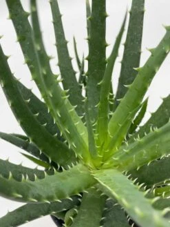 Giant Aloe Vera / Extra Large Aloe Barbadensis Miller / Natural Aloe Vera Gel Plant -Cheap Plantly Store il fullxfull.3763529816 6aaw