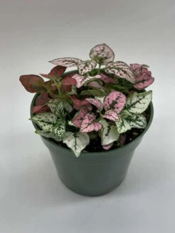 Polka-dot-plant, Hypoestes Phyllostachya, Tricolor, Red Pink And White, Very Limited, In A 4 Inch Pot Super Cute -Cheap Plantly Store il fullxfull.3763541444 lhtm