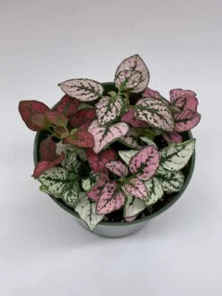 Polka-dot-plant, Hypoestes Phyllostachya, Tricolor, Red Pink And White, Very Limited, In A 4 Inch Pot Super Cute -Cheap Plantly Store il fullxfull.3763541524 fbey