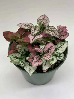 Polka-dot-plant, Hypoestes Phyllostachya, Tricolor, Red Pink And White, Very Limited, In A 4 Inch Pot Super Cute -Cheap Plantly Store il fullxfull.3763541538 82df